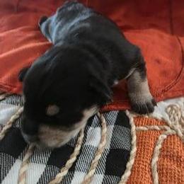 Girl 1 Flashy - Black and silver female Miniature Schnauzer puppy in Fresno, California from Findell Kennel, LLC