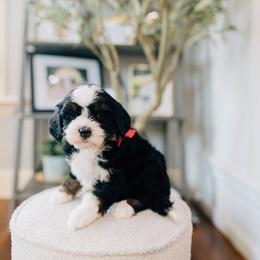 Cream puff - Tri-color female Bernedoodle puppy in Murray, Utah from Sun Valley Doodles