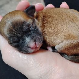 Anise - Red sable female Havanese puppy in Kinston, North Carolina from Court Jester Havanese and Prissy Diva Russian Salon Dogs