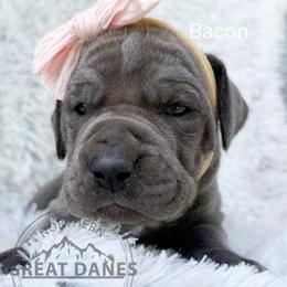 Bacon - Blue female Great Dane puppy in Sac City, Iowa from Northern Great Danes of Colorado & Iowa