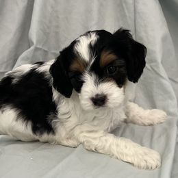 Mr. Moo - Tri-color male Cavapoo puppy in Pensacola, Florida from Pensacola Blue Cavapoos