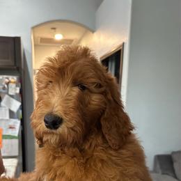 Persephone-yellow collar - Red  female Goldendoodle puppy in Chino Valley, Arizona from Whiskey Row Royals