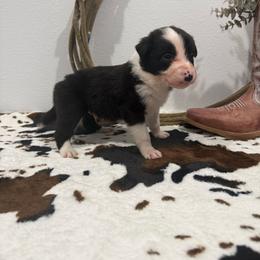 Jackson - Black and white male Border Collie puppy in Washburn, Missouri from BS Farms