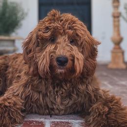 Goldendoodles from Goosehill Doodles