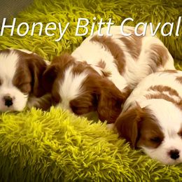 Cavalier King Charles Spaniel Puppies from Honey Bitt Cavaliers