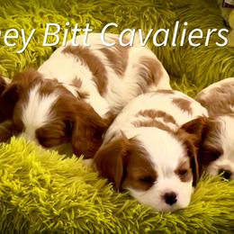 Cavalier King Charles Spaniel Puppies from Honey Bitt Cavaliers