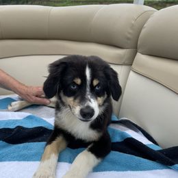 Buck - Miniature Australian Shepherd