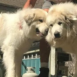 Great Pyrenees from Noble Court Pyrenees