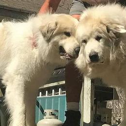 Great Pyrenees from Noble Court Pyrenees