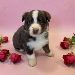 Ember Beau - Red tri-color female Australian Shepherd puppy in Statesville, North Carolina from Charming Australian Shepherds