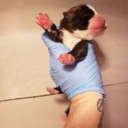 Boxer Puppies from SmashBox Kennel