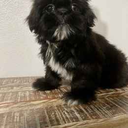 American Bully and Shih Tzu Puppies from HighLines Trusted Guardians & Companions