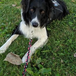 English Shepherd All Grown Up from Ripple