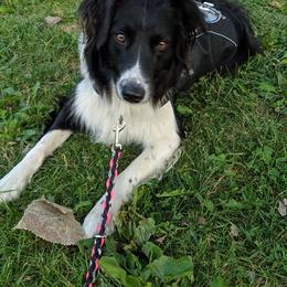 English Shepherd All Grown Up from Ripple