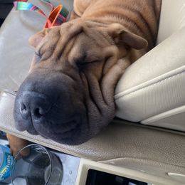 Chinese Shar-Pei Puppies from Sunspire Shar-Pei