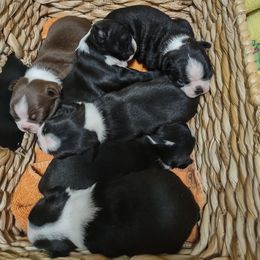 Boston Terrier puppies from Lehi Valley Boston Terriers