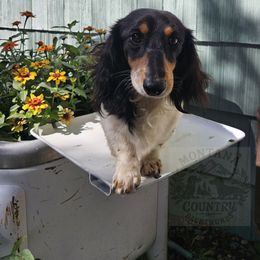 Tucker - Dachshund