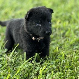 No collar - Black female German Shepherd puppy in Osco, Illinois from Sonnenhügel Kennel, LLC