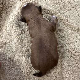Girl 1 - Liver Shih Tzu puppy in Gulf Breeze, Florida from Garry's Shih Tzus