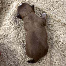 Girl 1 - Liver Shih Tzu puppy in Gulf Breeze, Florida from Garry's Shih Tzus