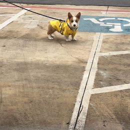 Pembroke Welsh Corgi Puppies from Loves Classic Corgis