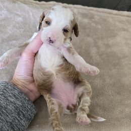 Girl 3 - Red  female Goldendoodle puppy in Floyd, Virginia from Hearts and Paws Poodles and Doodles