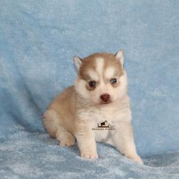 Brownie - Red and white male Pomsky puppy in Stockton, Utah from Mischa Nelson