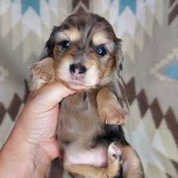 GABRIELLA - Dapple female Dachshund puppy in Swink, Oklahoma from Palali Farm