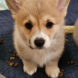 Pembroke Welsh Corgi Puppies from Kari's Pembroke Welsh Corgis