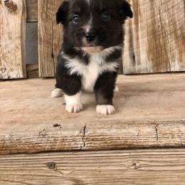 Pembroke Welsh Corgi and Toy Australian Shepherd Puppies from Double Bar H Corgis & Aussies