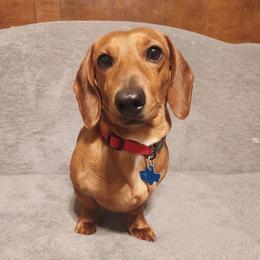 Dachshund puppies from Write Breed Doxies