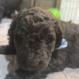 Goldendoodle Puppies from AZ Stickerdoodles