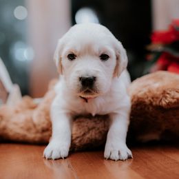 Girl 3 - Golden Retriever puppy in Byron Center, Michigan from Little House on the Farmie
