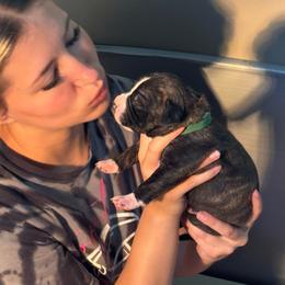 Green collar - Black brindle male American Staffordshire Terrier puppy in Cloverdale, Indiana from Woodshire American Staffordshire Terrier’s