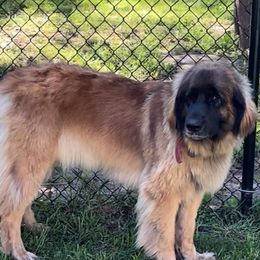 Freida - Leonberger