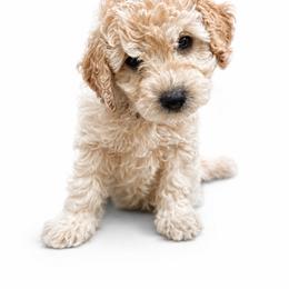 Luke Combs - Cream male Goldendoodle puppy in Norris, Tennessee from Young Farms