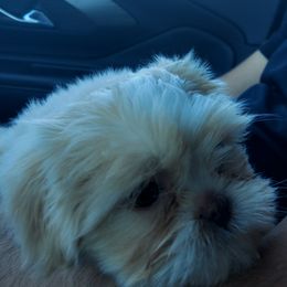 Shih Tzu Puppies from N.F.S.T Imperial ShihTzu Puppies.