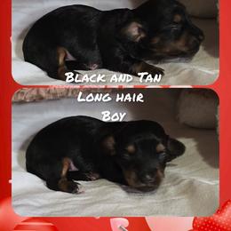Boy 1 - Black and tan male Dachshund puppy in Rutherfordton, North Carolina from Knock Out Doxie’s
