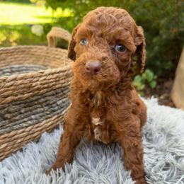 Jax - Red male Labradoodle puppy in English, Indiana from Doodle Darlings