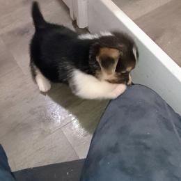 Riddle - Black and tan male Pembroke Welsh Corgi puppy in Ellensburg, Washington from Faery Mount Farm