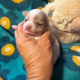 Lynn - Chocolate and white female Chihuahua puppy in Beaumont, Texas from Anastasia’s Tiny Pupps