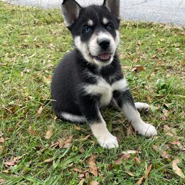 Dacogetic Zinna - Siberian Husky puppy in Chester, Virginia from Dacogetic