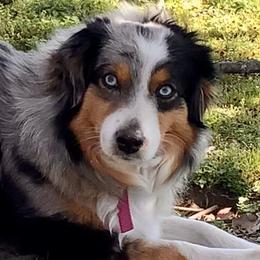 Stella - Miniature Australian Shepherd