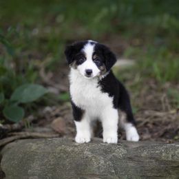 Girl 1 - female Australian Shepherd puppy in Elkton, Tennessee from Riverlook Australian Shepherds