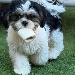 Frankie - Black and white male Shih Tzu puppy in Victorville, California from RUMBLE n TUMBLE
