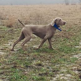Holley - Weimaraner