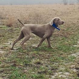 Holley - Weimaraner