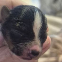 Trump - Parti male Yorkshire Terrier puppy in Vanderbilt, Michigan from Yorkies of Northern M.I.