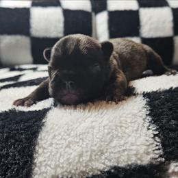 Onyx - Black and white male French Bulldog puppy in Monterey, Louisiana from McaysKennels