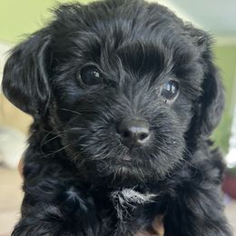 "Blanch" Yorkipoo Puppies from Gin and Stella's Adventures